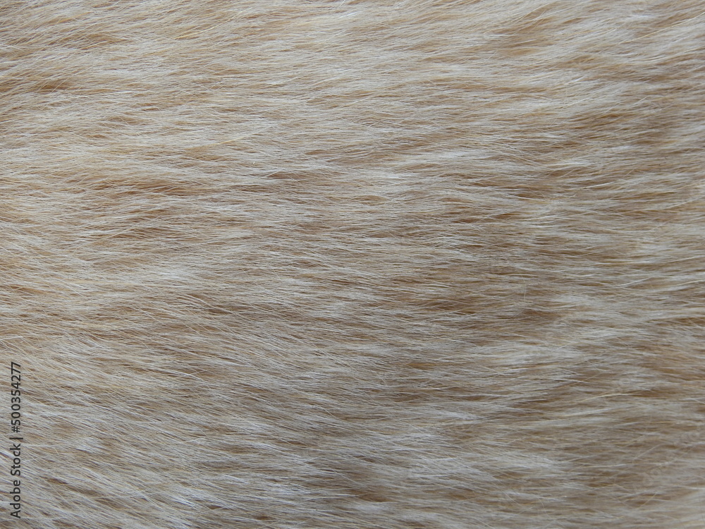 close up fur of dog texture close up fur of dog texture