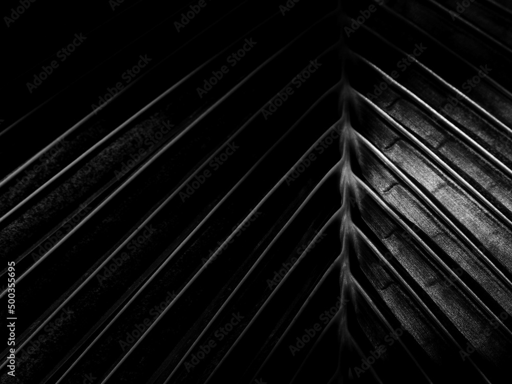 close up coconut leaf with sunlight in the shade, black and white style close up coconut leaf with sunlight in the shade, black and white style
