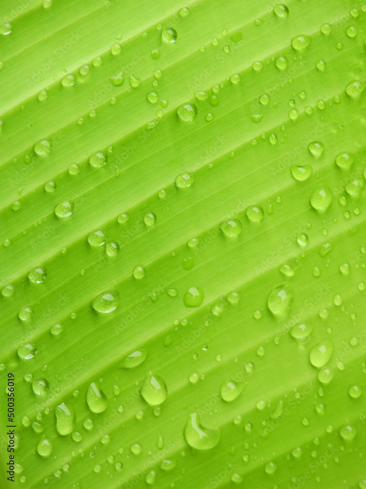 water drops on green banana leaf texture after rain water drops on green banana leaf texture after rain
