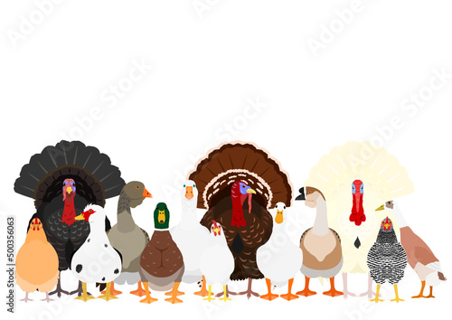 group of various poultry