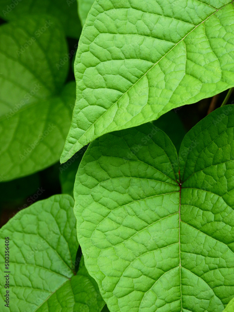 green leaf of Mexican Creeper ( Antigonon leptopus ) green leaf of Mexican Creeper ( Antigonon leptopus )