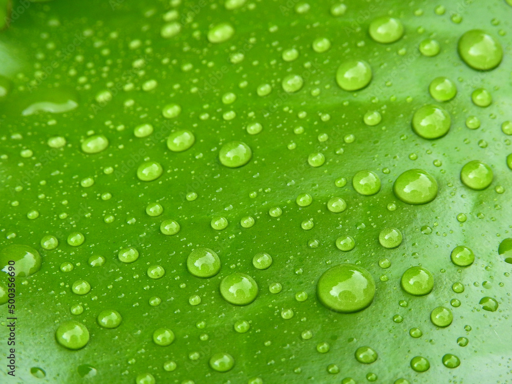 close up water drops on green leaf of lotus after rain