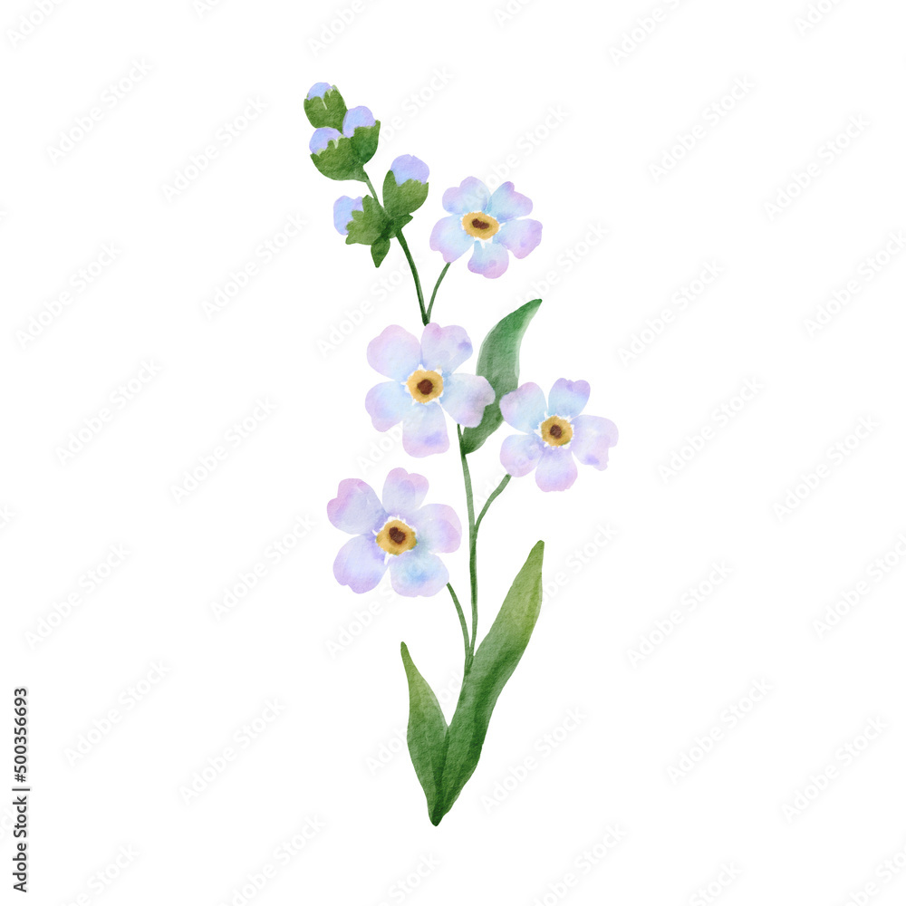Branch of blue flower illustration. Watercolor painting plant isolated on white background. Floral drawing