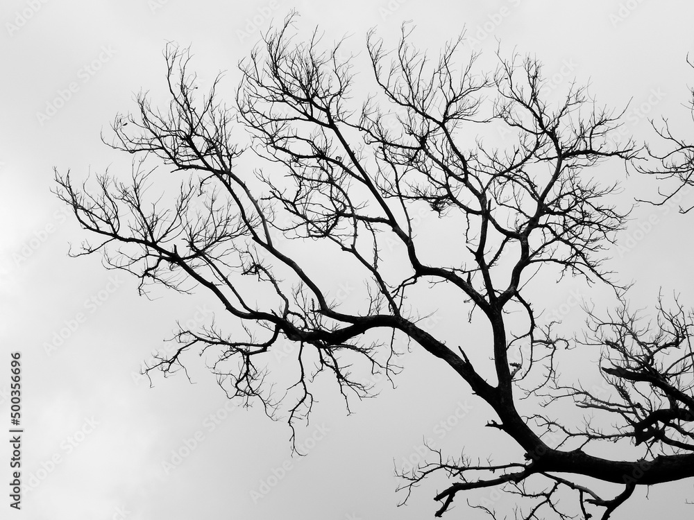 Fototapeta premium silhouette of dry tree with sky background, black and white style