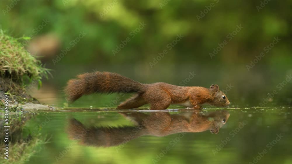 Red squirrel walks into shallow water to get a nut, funny leap out to bank Red squirrel walks into shallow water to get a nut, funny leap out to bank