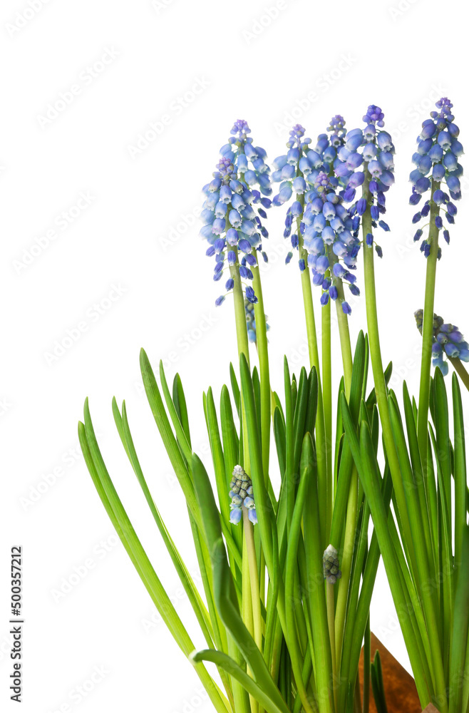 Blooming grape hyacinth plant (Muscari) isolated on white