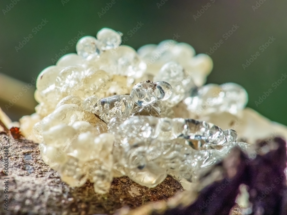 Closeup of an old tree sap in a natural wooden garden. Closeup of an old tree sap in a natural wooden garden.