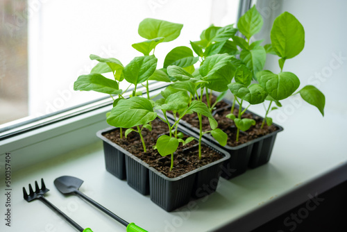 Box with seedlings is on windowsill at home. Growing vegetables eggplant sprouts from seeds at home.
