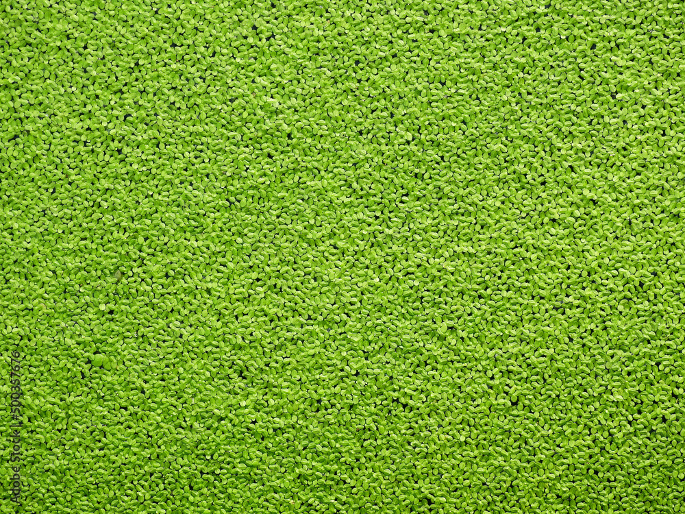 green duckweed ( Lemna minor L. ) floating on water in the pond green duckweed ( Lemna minor L. ) floating on water in the pond
