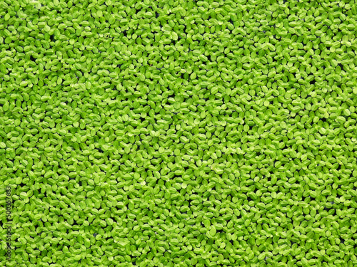Quadro em tela green duckweed ( Lemna minor L. ) floating on water in the pond