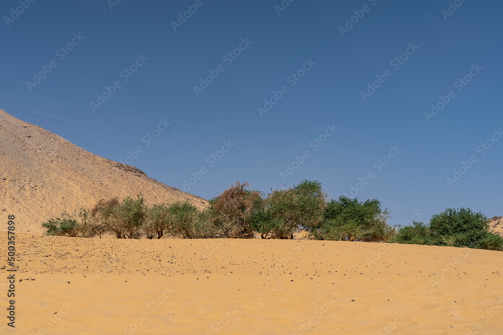 Green stunted trees grow in the desert. Orange sand all around. A dune against a clear blue sky. Copy Space. Egypt