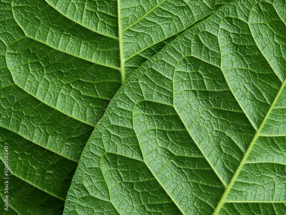 Fototapeta premium close up green leaf of purple wreath ( Petrea volubilis L. )