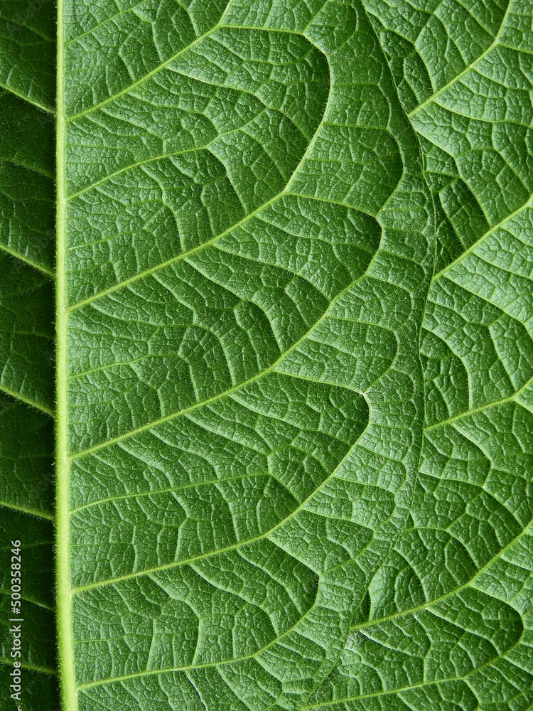 close up green leaf of purple wreath ( Petrea volubilis L. ) close up green leaf of purple wreath ( Petrea volubilis L. )