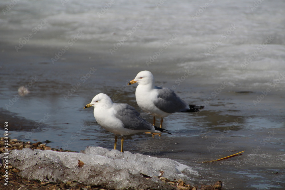 seagull on the shore, William Hawrelak Park, Edmonton, Alberta seagull on the shore, William Hawrelak Park, Edmonton, Alberta