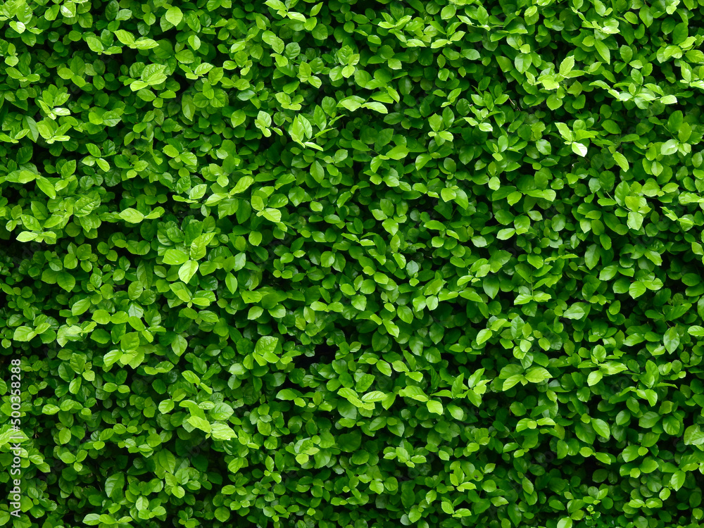 green leaf bush wall in garden green leaf bush wall in garden