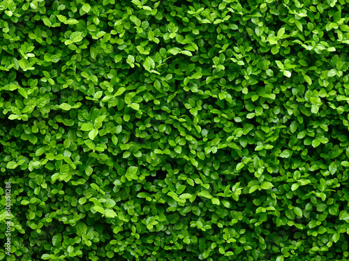green leaf bush wall in garden