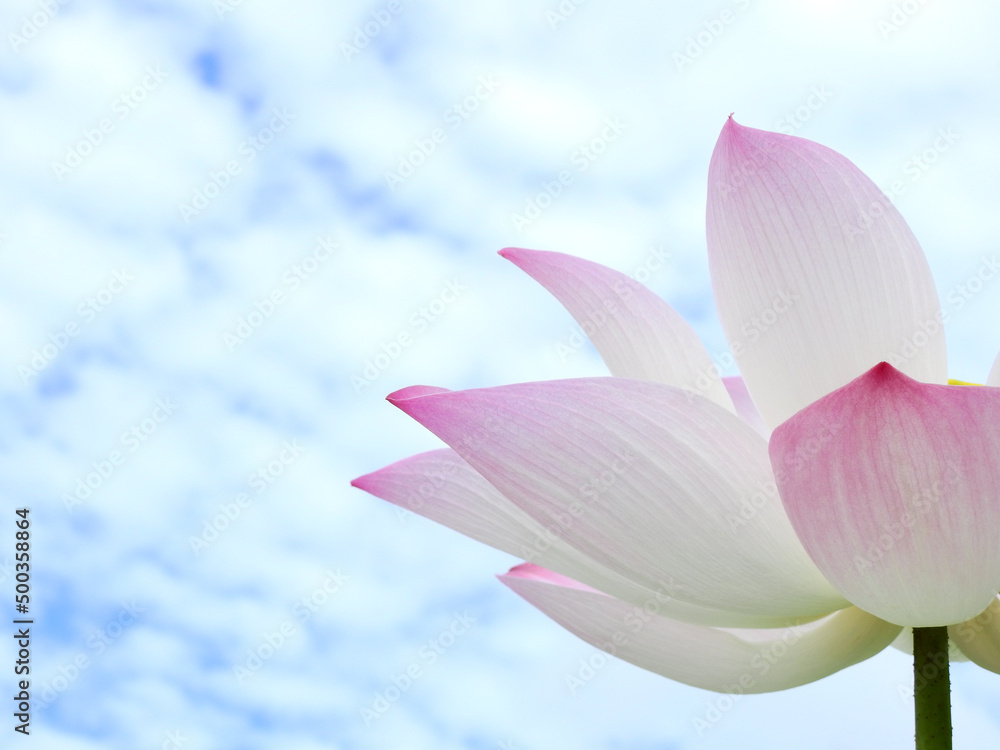 perspective of under pink sacred lotus ( Nelumbo nucifera ) flower blooming with cloud on blue sky background