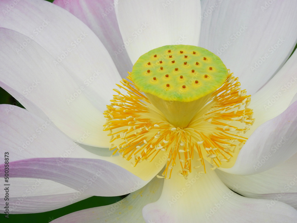 close up pollen of pink sacred lotus ( Nelumbo nucifera ) flower blooming