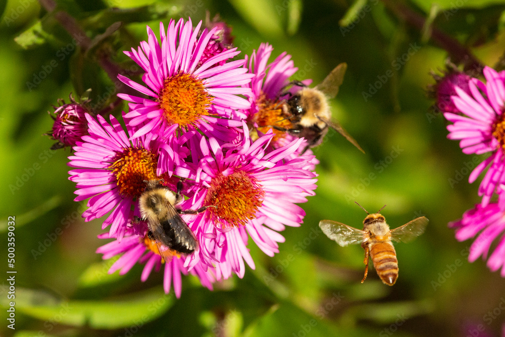 Bees on pink aster flowers in Newbury, New Hampshire. Bees on pink aster flowers in Newbury, New Hampshire.