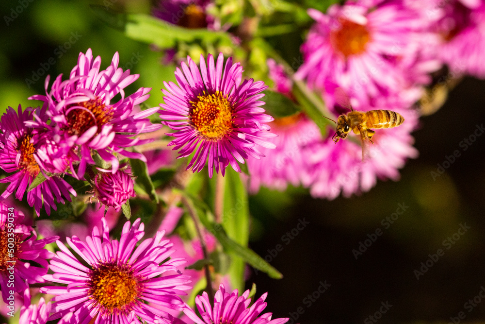 Honeybee flying to pink aster flowers in Newbury, New Hampshire. Honeybee flying to pink aster flowers in Newbury, New Hampshire.