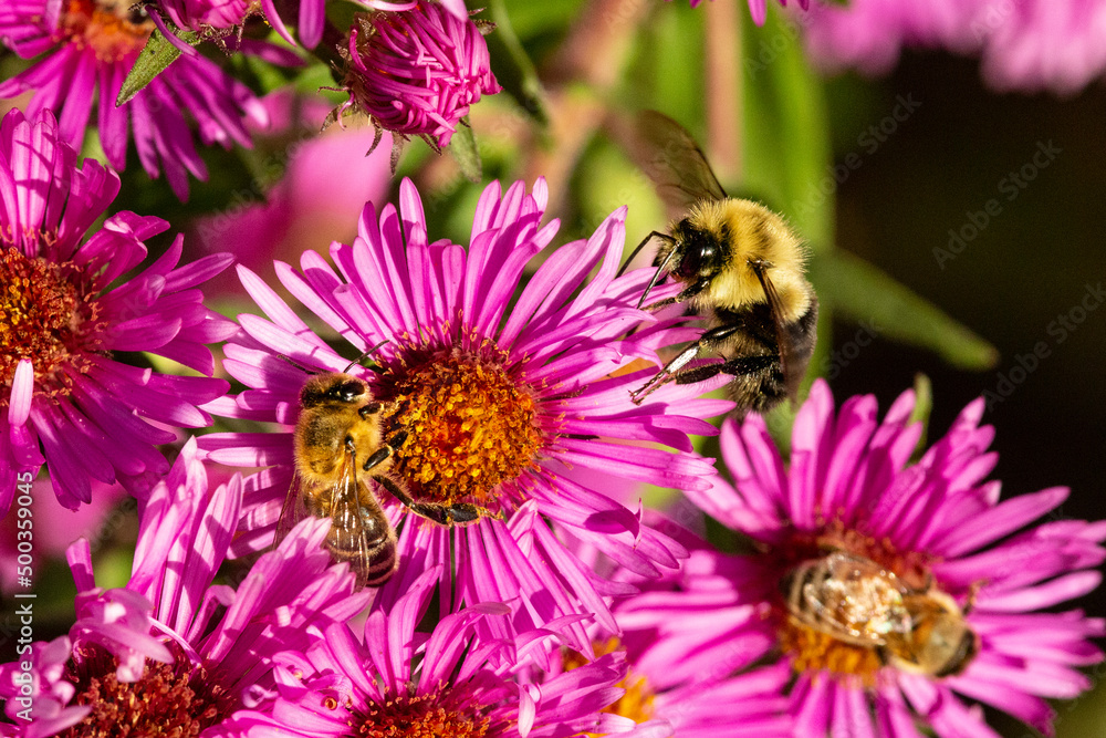 Bees on pink aster flowers in Newbury, New Hampshire. Bees on pink aster flowers in Newbury, New Hampshire.
