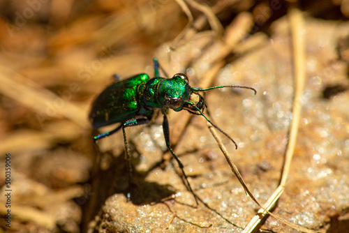 Shiny green six-spotted tiger beetle in Wilmot, New Hampshire. © duke2015