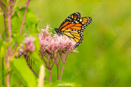 Monarch butterfly visiting a flower on Mount Sunapee, New Hampshire.