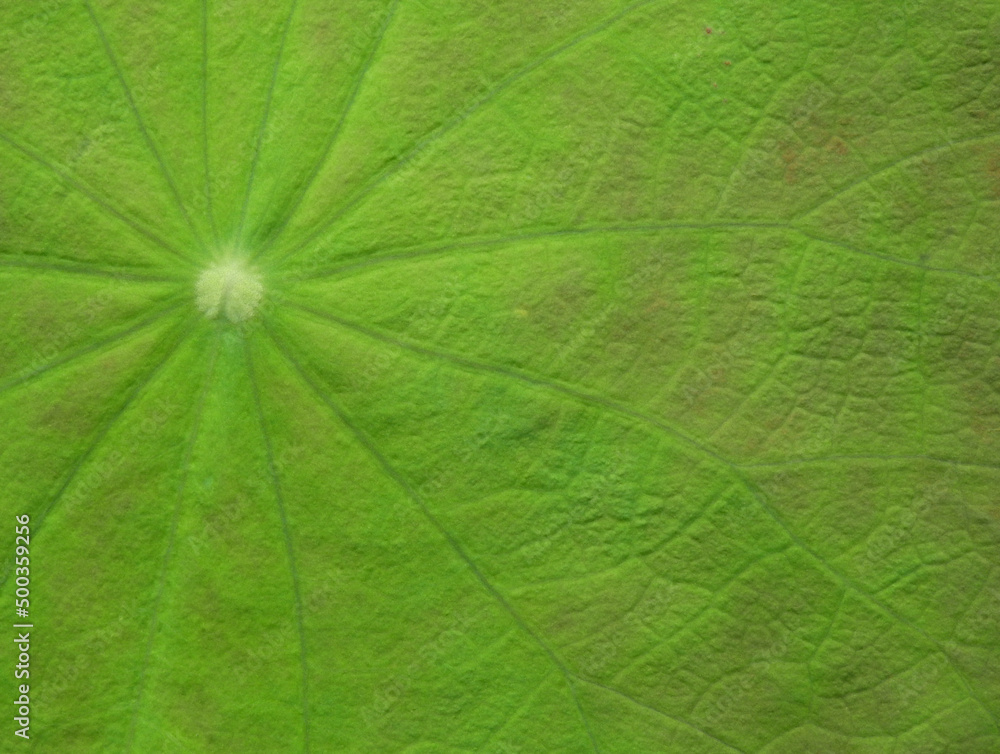 macro green lotus leaf texture macro green lotus leaf texture