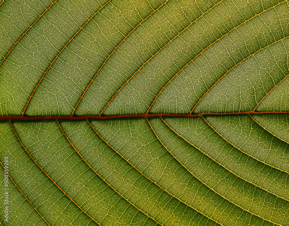 image to crop