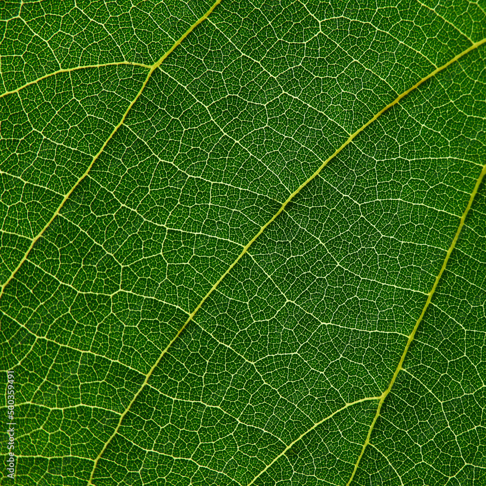 macro shot vein of green leaf texture macro shot vein of green leaf texture
