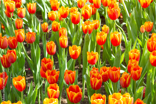 beautiful red or orange tulip in tulip field