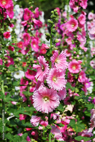 Hollyhock flower  Alcea rosea  bush of various colors in the garden against the blue sky.          