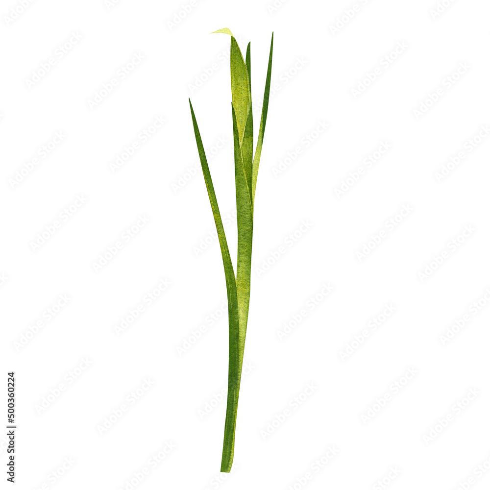 Green leaves and stems of iris. Hand drawn watercolor painting isolated on white background.