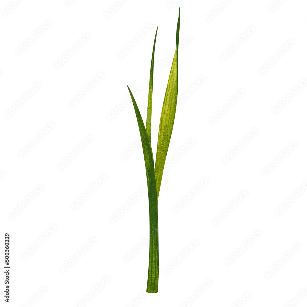 Green leaves and stems of iris. Hand drawn watercolor painting isolated on white background.