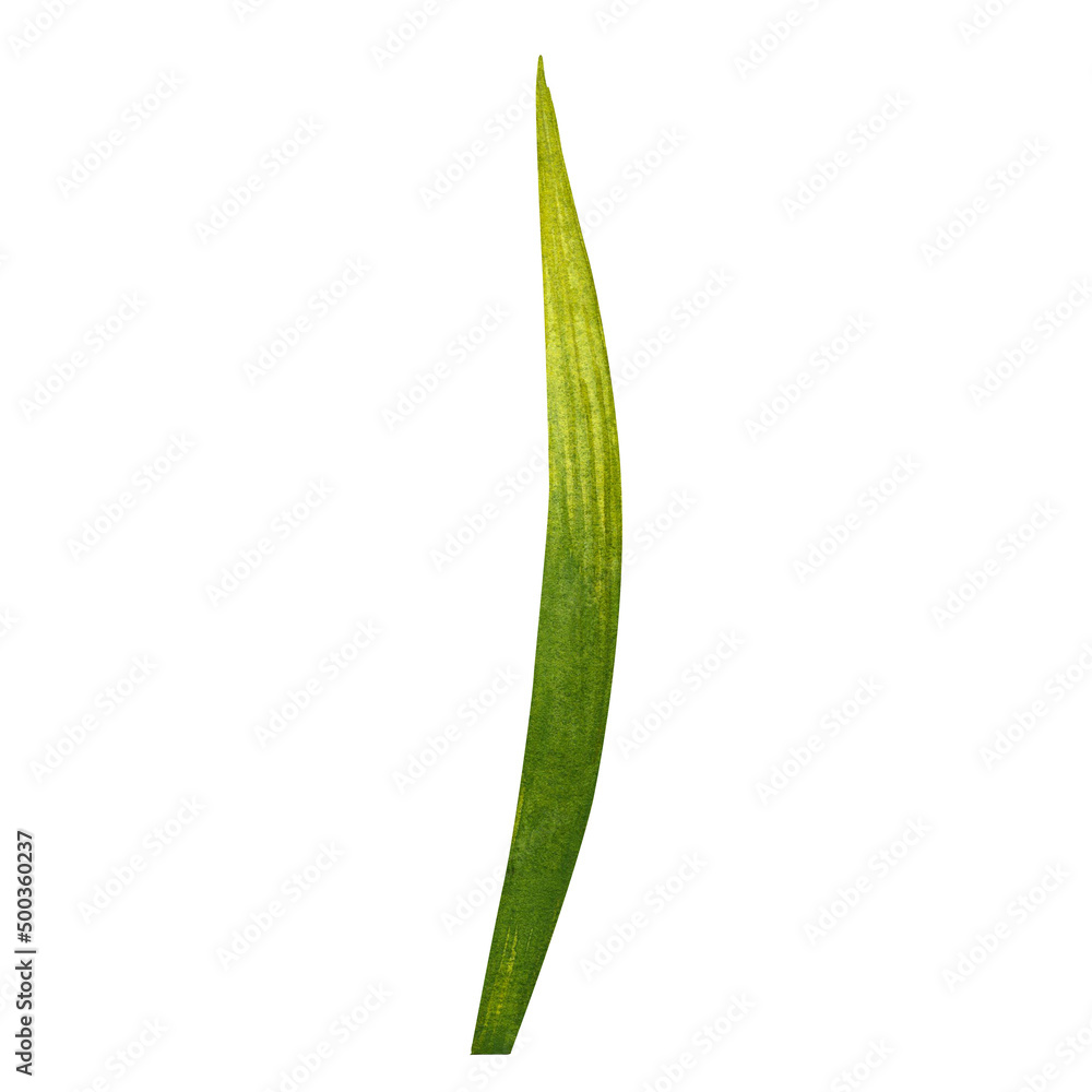 Green leaves and stems of iris. Hand drawn watercolor painting isolated on white background. Green leaves and stems of iris. Hand drawn watercolor painting isolated on white background.