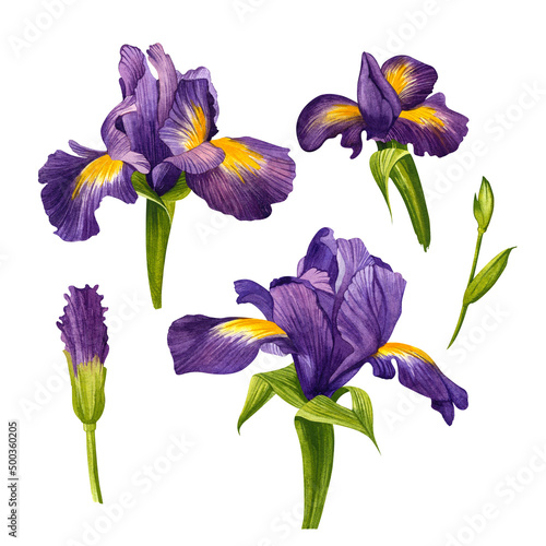 Set Iris. Beautiful purple flower. Watercolor illustration on isolated white background.