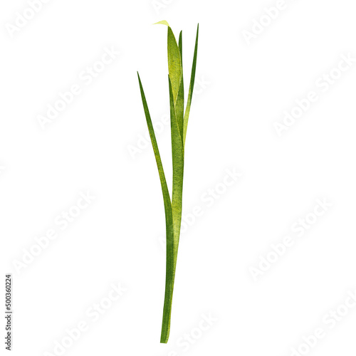 Green leaves and stems of iris. Hand drawn watercolor painting isolated on white background.