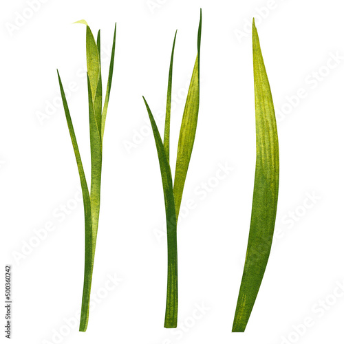 Set of green stems of iris. Hand drawn watercolor painting isolated on white background.
