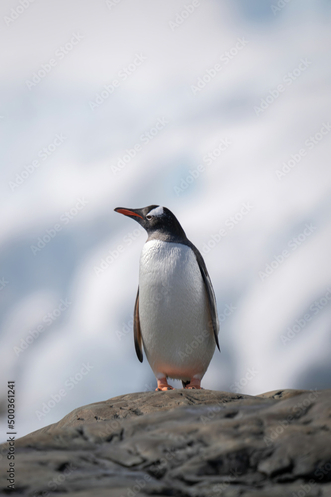 Fototapeta premium Gentoo penguin stands on rock lifting beak