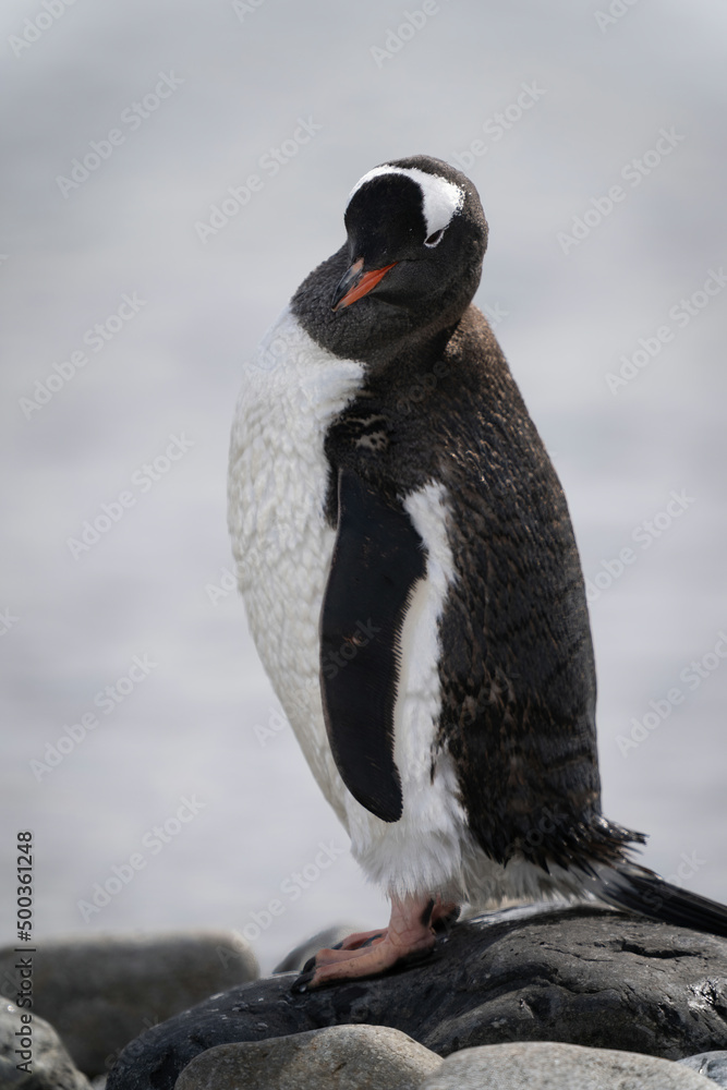 Obraz premium Gentoo penguin stands on rock eyeing camera