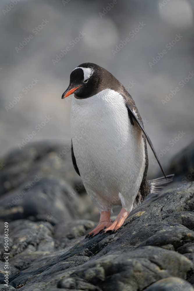 Fototapeta premium Gentoo penguin stands on rock looking down
