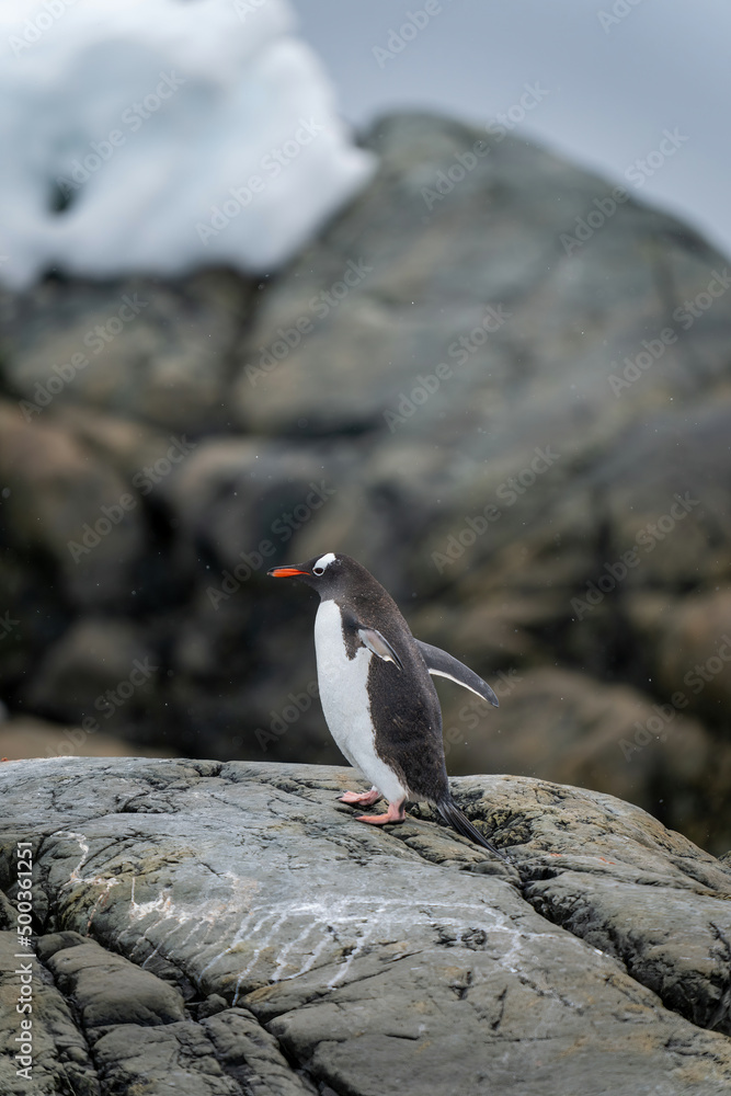 Gentoo penguin stands on rock lifting flippers Gentoo penguin stands on rock lifting flippers