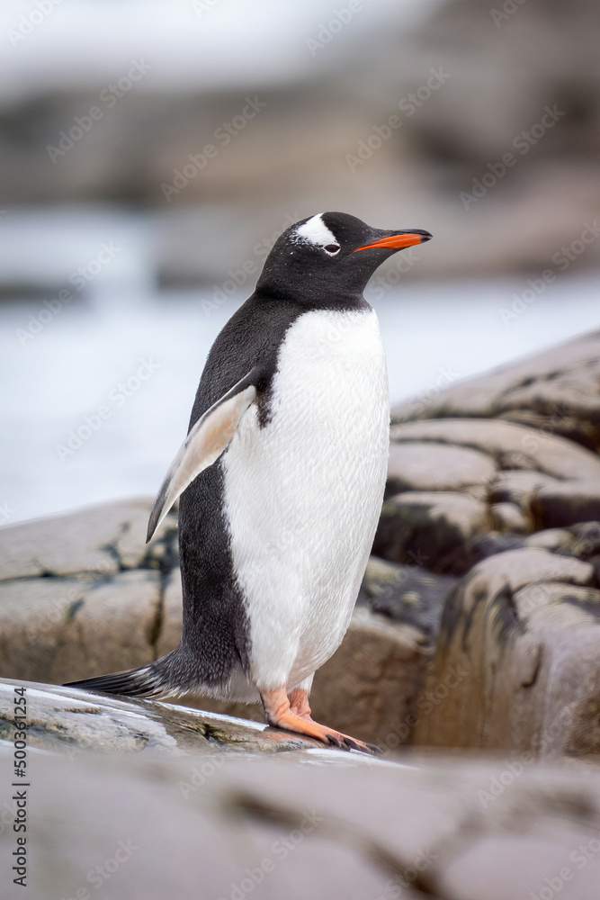 Naklejka premium Gentoo penguin stands on rocks beside water