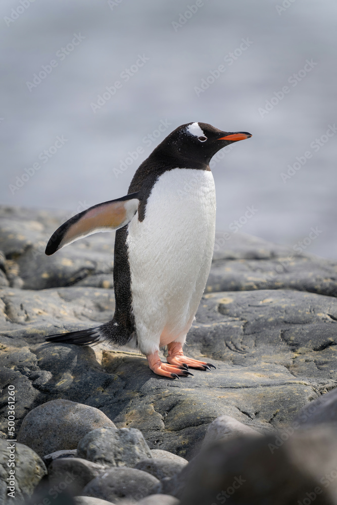 Naklejka premium Gentoo penguin stands on rocks by sea