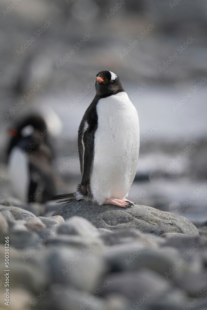 Fototapeta premium Gentoo penguin stands on rocks near another