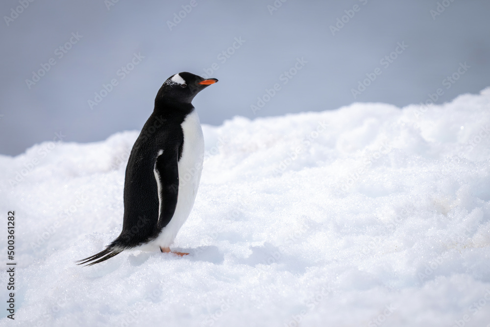 Fototapeta premium Gentoo penguin stands on snow in profile