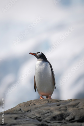 Gentoo penguin stands on rock lifting beak