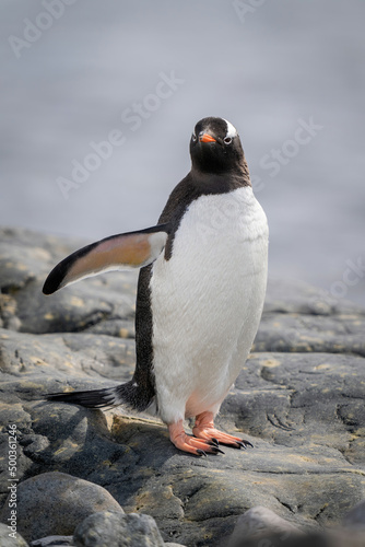 Gentoo penguin stands on rock extending flipper