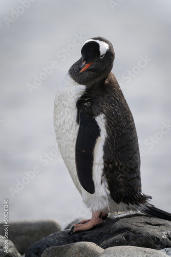 Gentoo penguin stands on rock eyeing camera