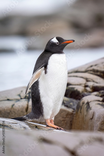 Gentoo penguin stands on rocks beside water